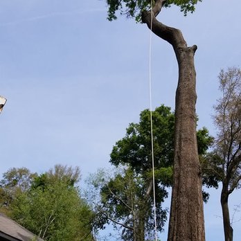 True Cut Tree Service - Tree Services Near Me - Gainesville, Florida True Cut Tree Service - Tree Services Near Me - Gainesville, Florida