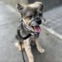 Photo of Ernesto's Mobile Pet Grooming