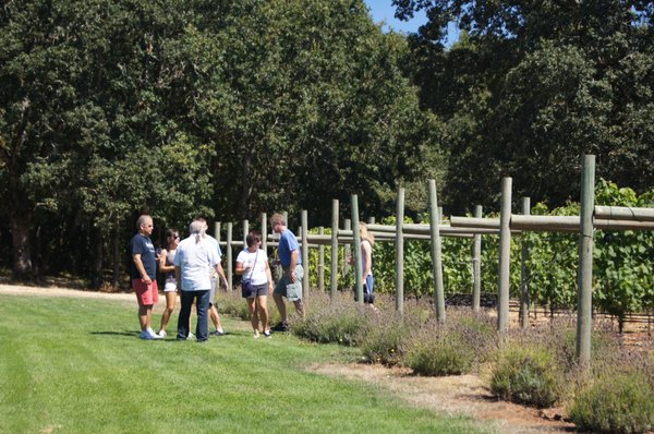 Terra Vina Wines Vineyard by null