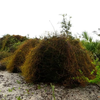 Juno Dunes Natural Area - Wild hog den - Hiking Near Me - Juno Beach, Florida