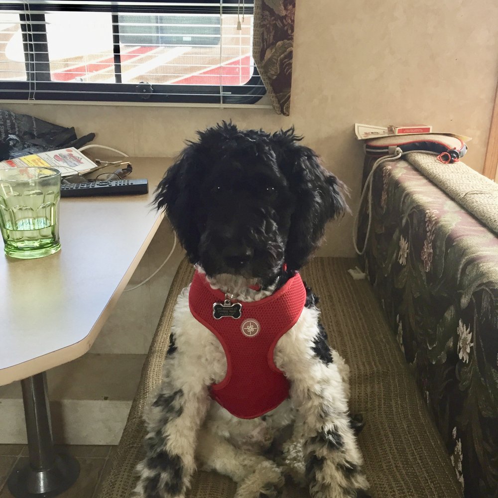 Jms Standard Poodles - My adorable lil man!!! - Pet Services Near Me Jms Standard Poodles - My adorable lil man!!! - Pet Services Near Me