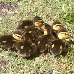 The Treehouse On Aspen - And just some ducks we saw by the house.