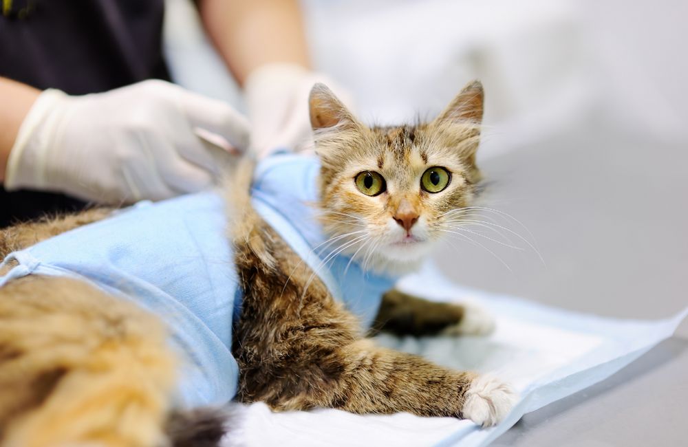 Quail Pointe Veterinary Hospital Image