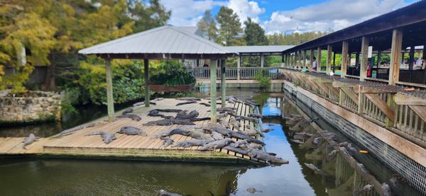 Gatorland by null