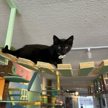 Cat Cafe Meows Rakuen - Cafes Near Me - Gardena, California