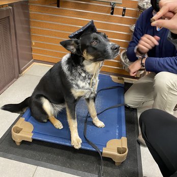 Olde Towne School For Dogs - Izzy graduating from private lessons! - Pet Stores Near Me - Alexandria, Virginia