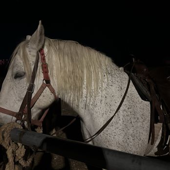 Ponderosa Stables - Horseback Riding Near Me - Phoenix, Arizona