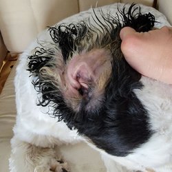 BH2 Kennels - Ears infected with yeast. She had to be sedated to clean and pack them.