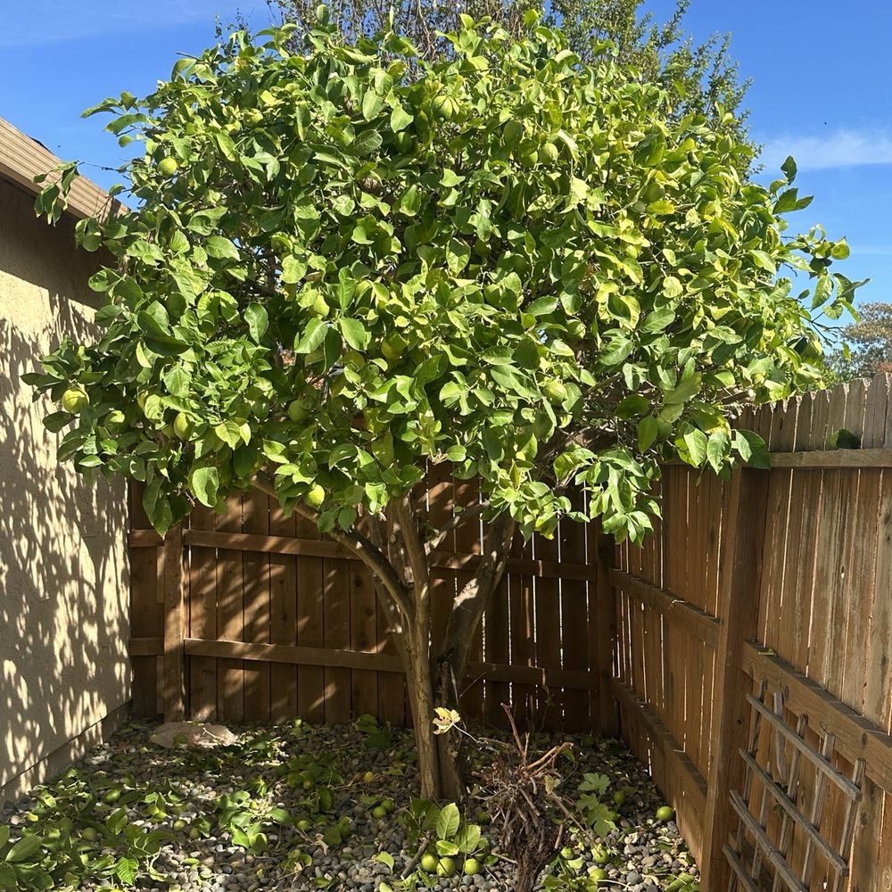 Bay Area Tree Pro - After pruning of lemon tree - Tree Services Near Me Bay Area Tree Pro - After pruning of lemon tree - Tree Services Near Me