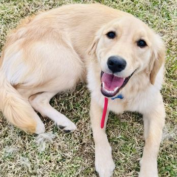 Strategic K9 Training - Lucy at baseball practice! - Pet Training Near Me - Spring Valley, California Strategic K9 Training - Lucy at baseball practice! - Pet Training Near Me - Spring Valley, California
