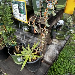 Plants Por Favor