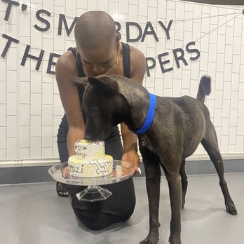 District Dogs - Pet Groomers Near Me - Washington, DC, District of Columbia