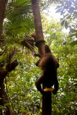Iberostar Waves Tucan by null