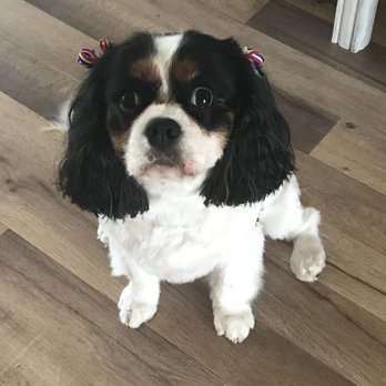 Graceful grooming - My Sophia - Pet Groomers Near Me Graceful grooming - My Sophia - Pet Groomers Near Me