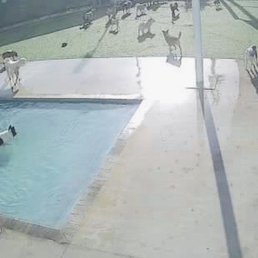 Tara always in the pool :) Tara always in the pool :)