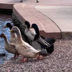 Anthem Community Park - Curious Ducks