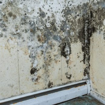 Enviro-Focus - Mold on wall caused from roof leaks - Damage Restoration Near Me Enviro-Focus - Mold on wall caused from roof leaks - Damage Restoration Near Me