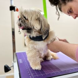 Sylvia's Pet Care