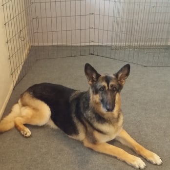 4 Paws Only - Here is Tommy girl, she is 14 years old, - Pet Groomers Near Me - Tucson, Arizona 4 Paws Only - Here is Tommy girl, she is 14 years old, - Pet Groomers Near Me - Tucson, Arizona