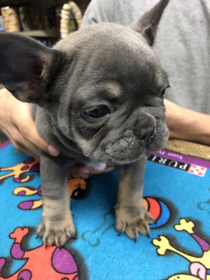 Boone's Feed by null