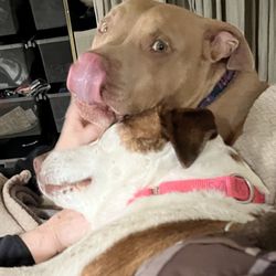 Arbor Hills Animal Clinic - Tucker, our Red Nose pit bull (top) and his sister Charley, snuggling on the couch.