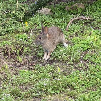 Wilder Ranch State Park - Bunny at the ranch - Parks Near Me - Santa Cruz, California Wilder Ranch State Park - Bunny at the ranch - Parks Near Me - Santa Cruz, California