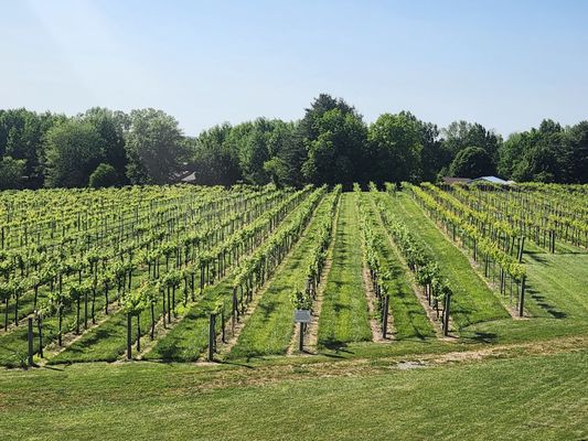 Alto Vineyards by null