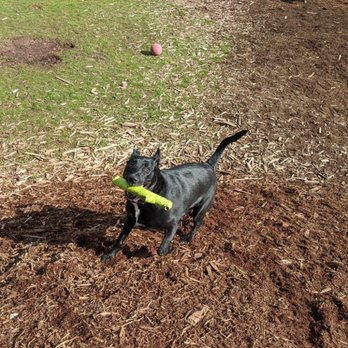 Northwest Dog Retreat - Pet Training Near Me - Arlington, Washington Northwest Dog Retreat - Pet Training Near Me - Arlington, Washington