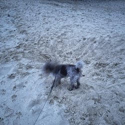 Kailuana Beach - My girls love to cruise in da sand!