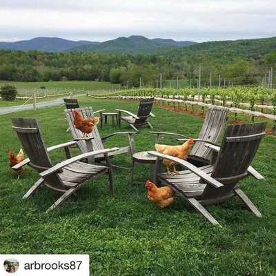 Stinson Vineyards by null