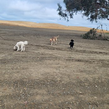 Wagging Walks - Dog Walkers Near Me