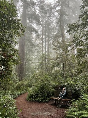 Lady Bird Johnson Grove Trail by null