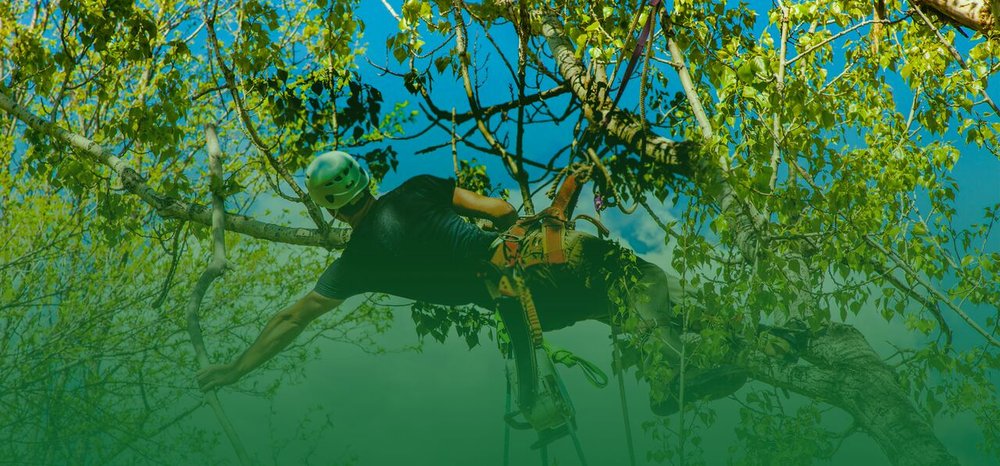 Charter Oaks Tree & Landscaping - tree service in Westerville, OH