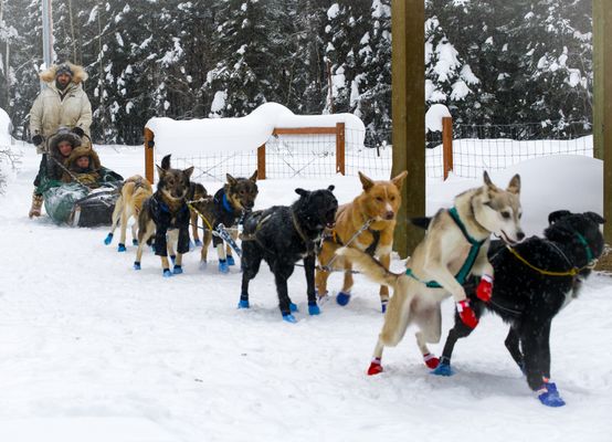 Pleasant Acres Reindeer Ranch by null
