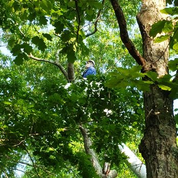 Angel Tree Service - The Boss, up high with the ropes and a chainsaw. - Tree Services Near Me - Goodlettsville, Tennessee