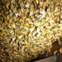 Honey Bee Rescue & Relocation Services