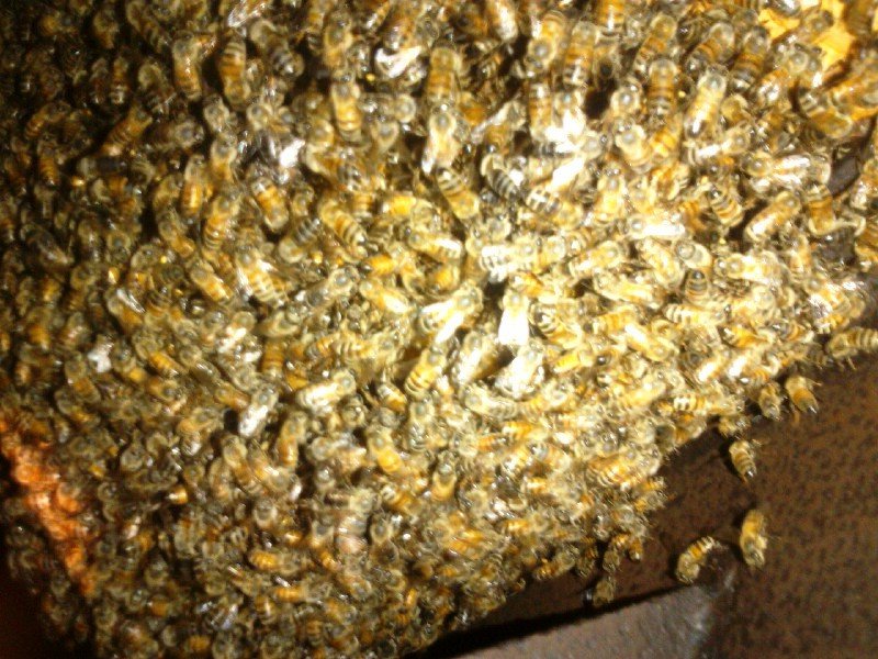 Honey Bee Rescue & Relocation Services - beekeeping in Pinellas Park, FL