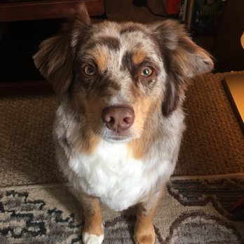A Dog's Best Friend - Pet Services Near Me - Cranston, Rhode Island