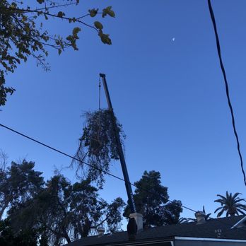 Radley's Tree Service - Tree being removed by crane - Tree Services Near Me - Phoenix, Arizona Radley's Tree Service - Tree being removed by crane - Tree Services Near Me - Phoenix, Arizona