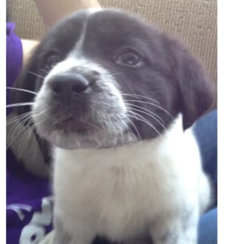 Rescue Warriors - My Pepper. Adopted from Rescue Warriors. - Pet Services Near Me