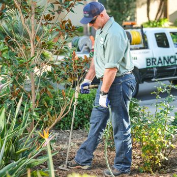 Branch Out Tree Care - Tree Services Near Me - Santa Barbara, California Branch Out Tree Care - Tree Services Near Me - Santa Barbara, California