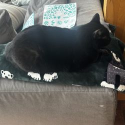McDonald's - Cat