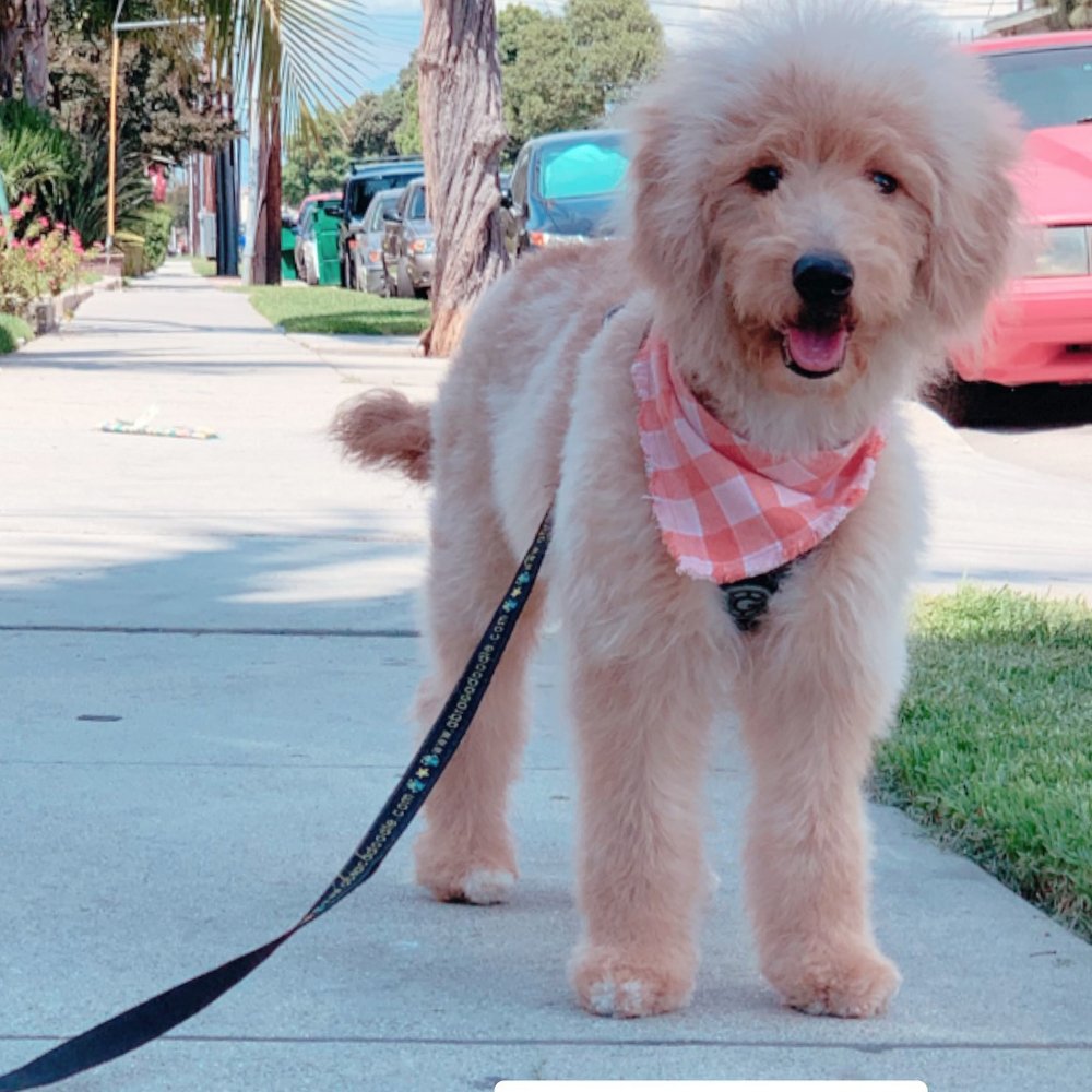 We Groom Pets - After - Pet Groomers Near Me - Downey, California We Groom Pets - After - Pet Groomers Near Me - Downey, California