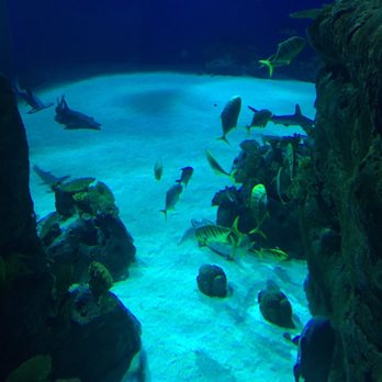 Den Blå Planet - Aquariums Near Me - Kastrup, 84