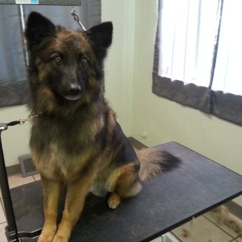 Doodler Dog Grooming - Pet Groomers Near Me - Montrose, Colorado Doodler Dog Grooming - Pet Groomers Near Me - Montrose, Colorado