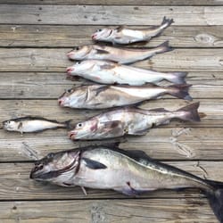 Kristin K Charters - Ben filleted a number of the fish on the boat.  We had at least six more cod to add to the below picture, but they were on hold till August.