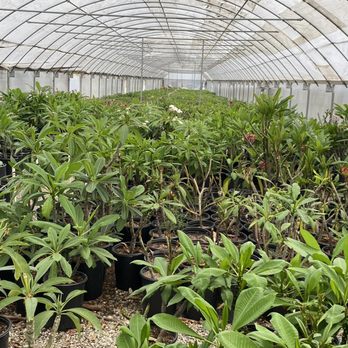 C Stars Nursery - Nurseries & Gardening Near Me - Gardena, California