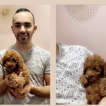 Lovely Paws NC - Frida
Red toy poodle - Pet Breeders Near Me Lovely Paws NC - Frida
Red toy poodle - Pet Breeders Near Me