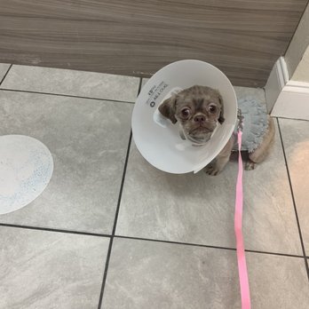 Miami's Pet Grooming - Pet Groomers Near Me - Miami, Florida Miami's Pet Grooming - Pet Groomers Near Me - Miami, Florida