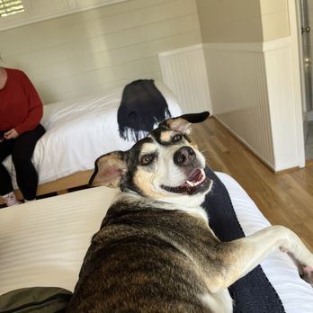 Lamp Lighter Inn - Aya the Shipibo Blacknail gives 4 paws up for the comfy digs. - Bed & Breakfast Near Me - Carmel, California Lamp Lighter Inn - Aya the Shipibo Blacknail gives 4 paws up for the comfy digs. - Bed & Breakfast Near Me - Carmel, California